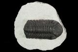 Bargain, Austerops Trilobite - Visible Eye Facets #120013-1